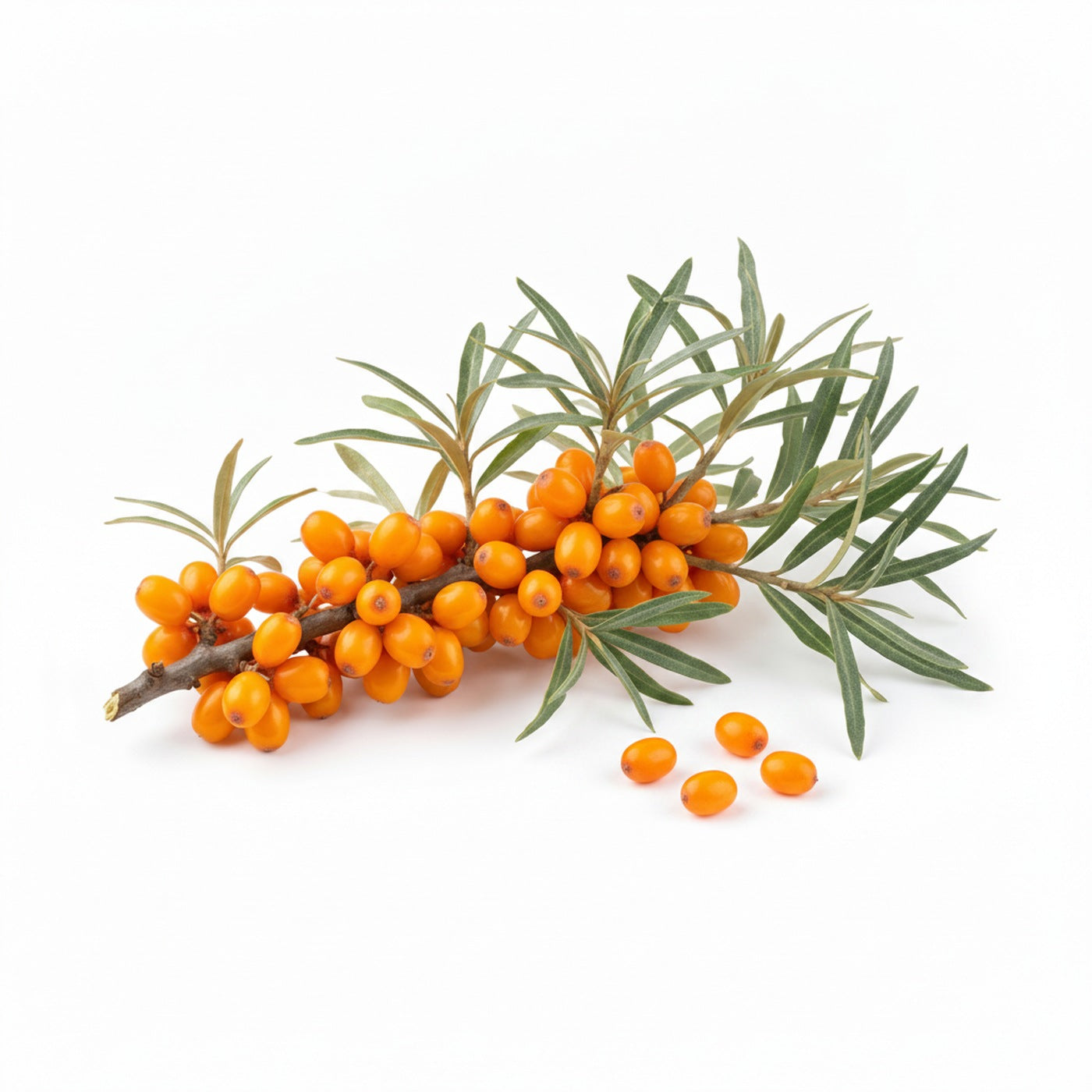Sea Buckthorn