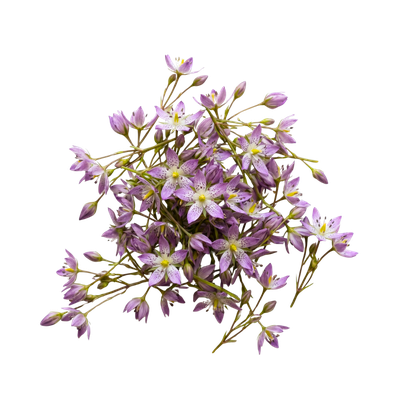 Swertia japonica